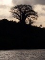 Baobab