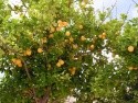 Chrystalla