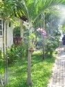Pattaya Garden