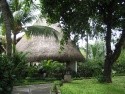 Bali Tropic