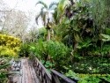 Andromeda garden