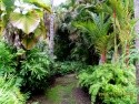 Andromeda garden