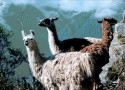 Peruánská Odyssea s možností prodloužení o návštěvu džungle