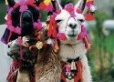 Peruánská Odyssea s možností prodloužení o návštěvu džungle
