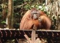 BORNEO, BRUNEJ, SINGAPUR, MALAJSIE - PO STOPÁCH SANDOKANA