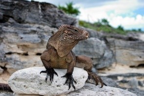 Cayo Iguana