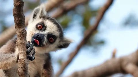 Poznávací zájezdy Madagaskar